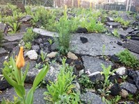 Zapiranje tal stopnjuje težave s toploto