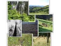 Predstavitev strokovnega mnenja o sporu v zvezi s škodo, ki jo v nemških gozdovih povzroča divjad