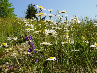Krepitev ohranjanja narave in biotske raznovrstnosti v Alpah je nuja